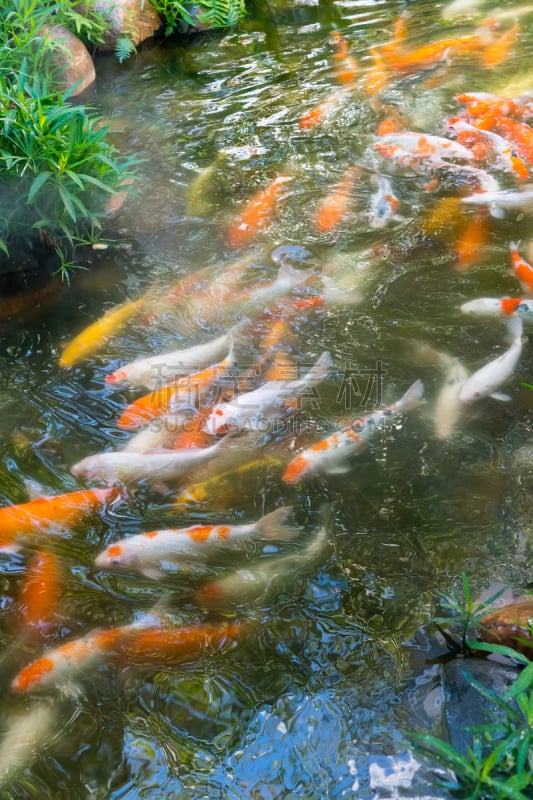 运气,锦鲤,宠物,大群动物,热带淡水鱼,骄纵宠物,鲤鱼,池塘,自然美,园艺展览