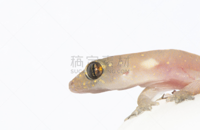 壁虎,自然,褐色,野生动物,水平画幅,小的,无人,冷血动物,幼小动物,特写