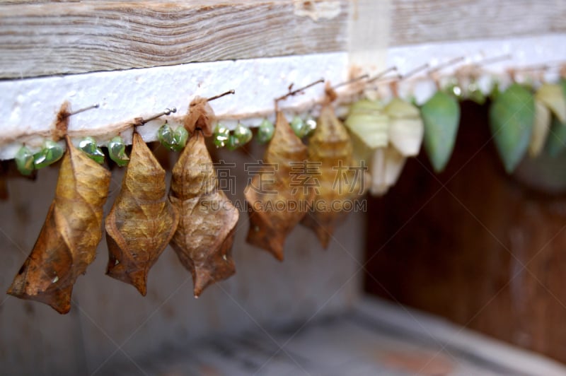 茧,闪光蝶,成一排,猫头鹰,褐色,水平画幅,蝴蝶,无人,热带雨林