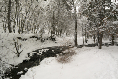 雪,森林,寒冷,埃斯基谢希尔省,自然美,松树,户外,天空,冰,白色