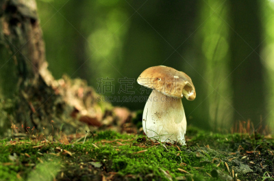 蘑菇,草,植物菌根,白蘑菇,牛肝菌,自然,饮食,水平画幅,根部,秋天