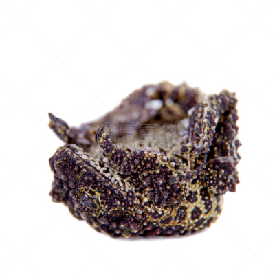 苔藓,青蛙,白色,分离着色,越南苔藓蛙,草丛,疣,垂直画幅,留白,褐色