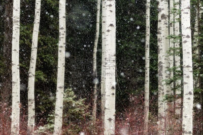 冬天,白杨类,在上面,大风雪,小树林,白色,自然,季节,爱达荷,图像