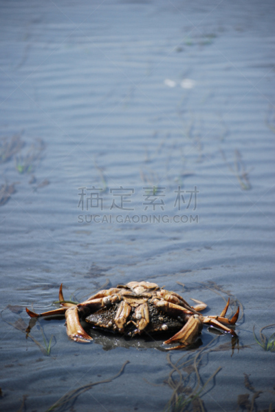 螃蟹,贝壳,垂直画幅,空白的,留白,华特康县,滩涂,沙子,上下颠倒,户外
