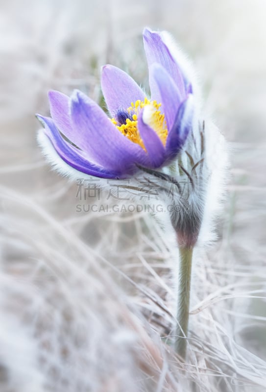 白头翁,垂直画幅,美,夏天,户外,草,特写,植物,多毛的,光