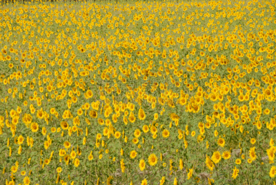 向日葵,趋光性,common sunflower,水平画幅,绿色,无人,夏天,太阳,向日葵籽,植物