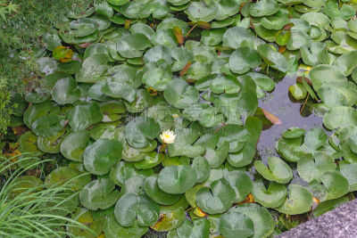 睡莲,水生植物,可爱的,湿,国内著名景点,清新,一个物体,仅一朵花,水面,枝繁叶茂