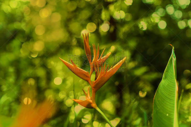 Heliconia psittacorum known as Parakeet Flower, Parrot’s beak, most popular type of Heliconia in Philippines and Asia here in a nice sunshine with great aperture opening bokeh out of focus background and an ant on flower