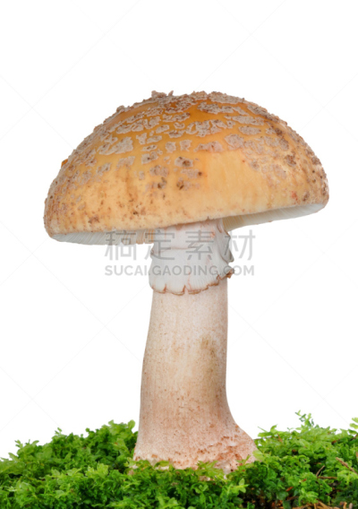 鹅膏菌,自然,垂直画幅,无人,有机食品,蘑菇,白色背景,背景分离,特写,食用菌
