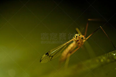昆虫,西尼罗河病毒,复眼,秘密行动,自然,留白,水平画幅,动物身体部位,异国情调,生物学