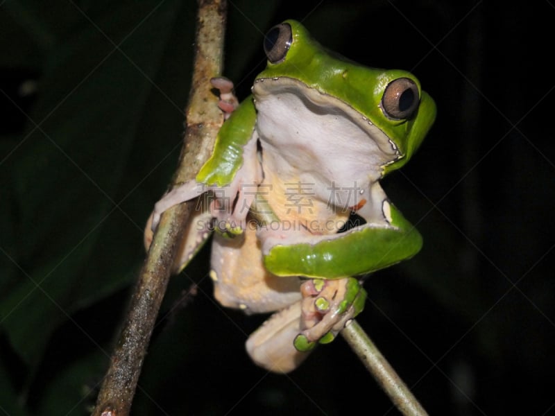 夜晚,树蛙,杂色的,猴子,水平画幅,无人,湿,热带雨林,特写,雨林