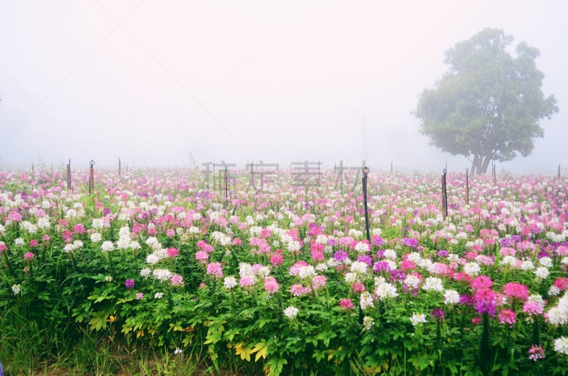 醉蝶花,粉色,白色,自然,水平画幅,景观设计,无人,夏天,花,生长