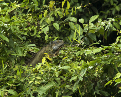 tortuguero national park,托尔图格诺,丛林索道,里蒙省,鬣蜥蜴,哥斯达黎加,加勒比海,中美洲,水平画幅,热带雨林