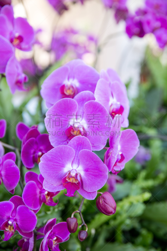 兰花,紫色,自然美,文心兰,自然,垂直画幅,无人,夏天,特写,亚洲
