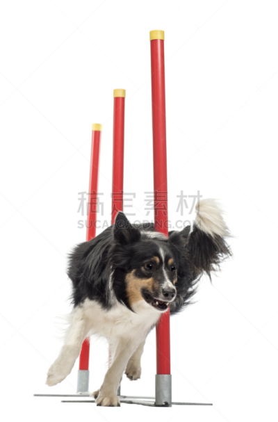 白色背景,边境牧羊犬,障碍滑雪赛,垂直画幅,正面视角,机敏,无人,不看镜头,弹性,动物主题