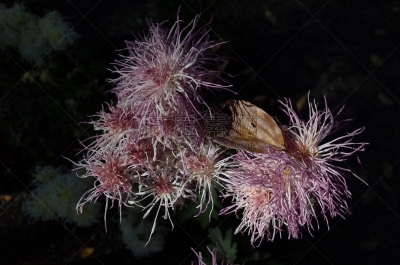 白色,紫色,菊花,江户时代,轻的,传统,清新,仅一朵花,枝繁叶茂,自然美
