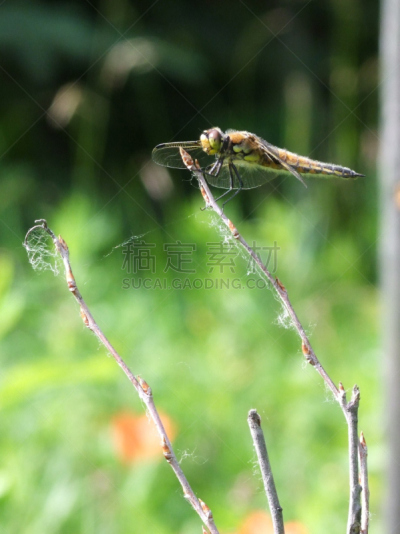 蜻蜓,枝,water bug,垂直画幅,水,动物身体部位,户外,翅膀,龙,植物茎