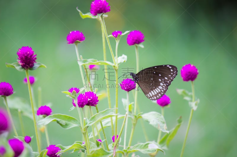 鹭管鱼,乌鸦蝶,自然,澳大利亚乌鸦,季节,野生动物,图像,凤尾蝶,动物,春天