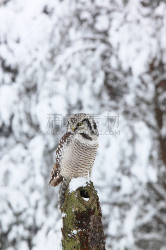 hawk owl,老鹰,冬天,猫头鹰,鹰爪,垂直画幅,褐色,食肉鸟,雪,鸟类