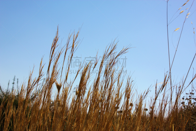 克里特岛,徒步旅行,天空,干草,水平画幅,膳食,夏天,户外,干的,草