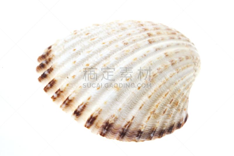 贝壳,分离着色,白色,水平画幅,彩色图片,软体动物,白色背景,海洋生命,背景分离,摄影
