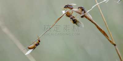 草,两只动物,小的,黑蚁,尼日尔,自然,野生动物,图像,草类,英国