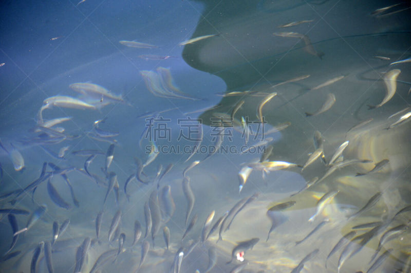 在下面,水,船,沙丁鱼,彩色背景,热带气候,水面,魟鱼,色彩鲜艳,水下