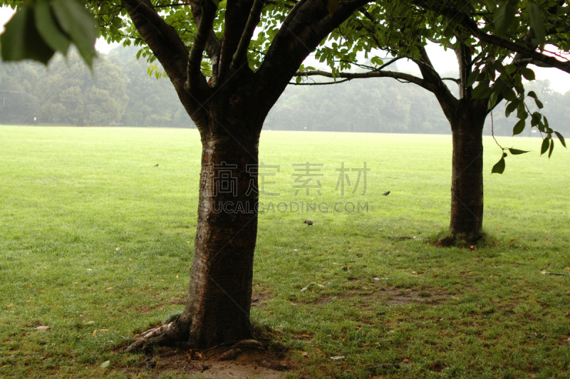 公园,褐色,水平画幅,无人,苔藓,泥土,夏天,户外,自然公园,2007