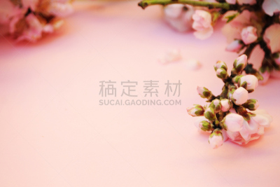 春天,杏树类,概念,水平画幅,特写,植物,果园,枝,植物学,园艺