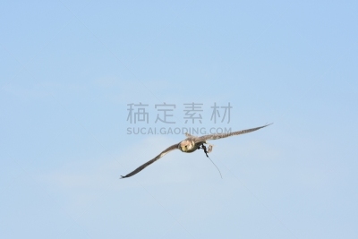 游隼,意大利,天空,食肉鸟,水平画幅,鸟类,爪子,动物身体部位,户外,有冠长腿兀鹰