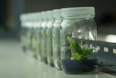 植物,微生物,烧瓶,瓶盖,植物细胞,生物科技,水平画幅,科学实验,科学,生物学