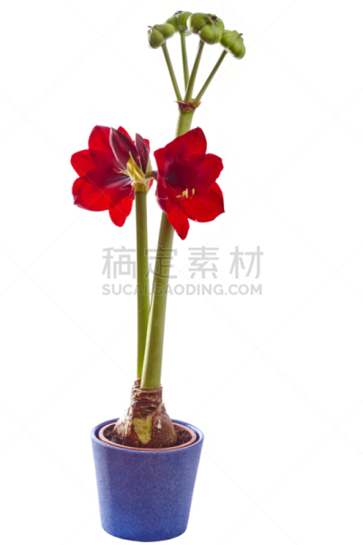 孤挺花,盆栽植物,红色,种子,花粉管,花柱头,萼片,垂直画幅,无人,特写