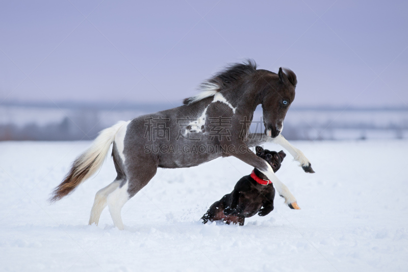 微型马,雪,狗,进行中,田地,涂料,驹,纯种马,寒冷,纯种犬