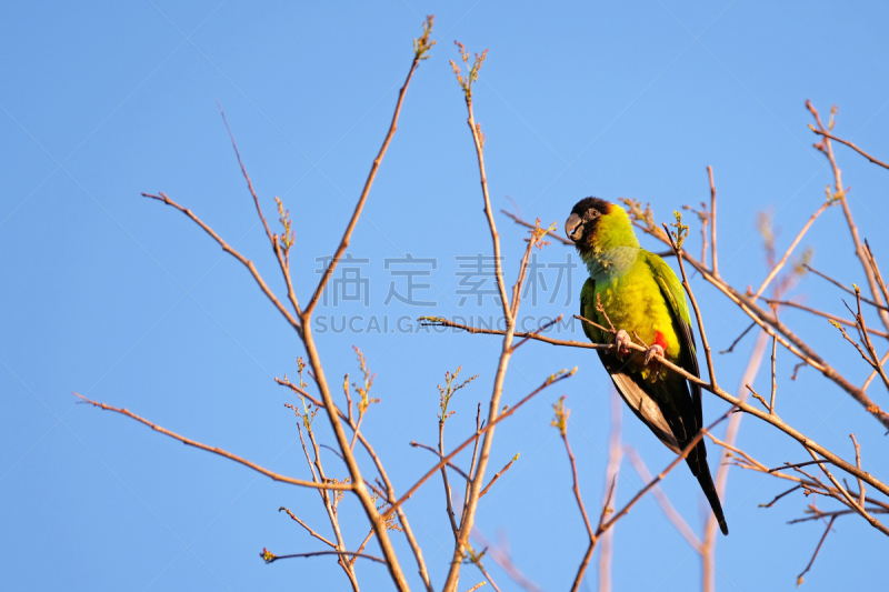 巴西,锥尾鹦鹉,潘塔纳尔湿地,南天鹦鹉,接力赛,黑冠鹦鹉,可爱的,热带气候,野生动物,肖像