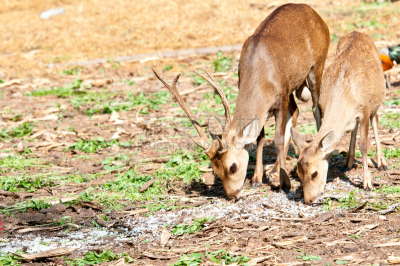 无人,香料,野生动物,图像,水平画幅,野外动物,动物,brow-antlered deer,鹿,摄影