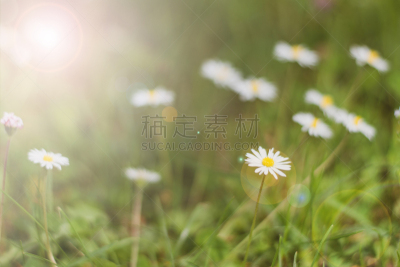 草地,白色,黄色,白昼,母亲节,田地,甘菊花,背景,夏天,日光