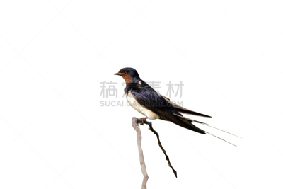 家燕,欧亚家燕,自然,野生动物,水平画幅,谷仓,欧洲,鸟类,夏天,房屋
