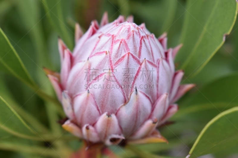 Colorful pink King Protea in the Botanical Garden in Cape Town in South Africa – the national flower of South Africa