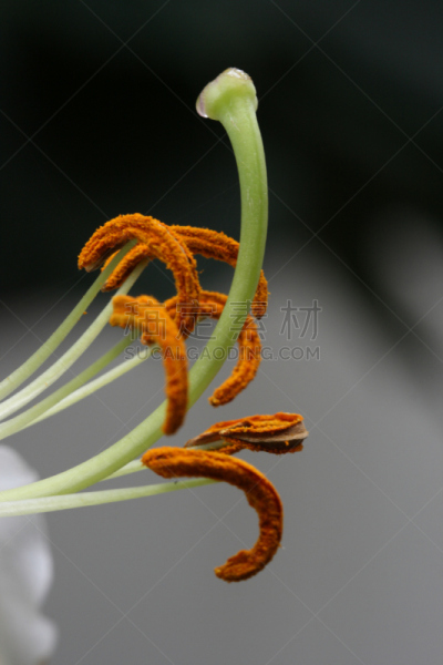 百合花,自然,垂直画幅,美,雄蕊,无人,户外,特写,仅一朵花,自然美