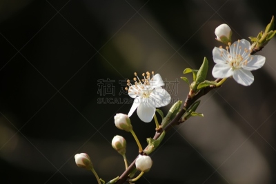 青梅,花朵,天空,水平画幅,无人,梅花,户外,特写,花蕾,白色