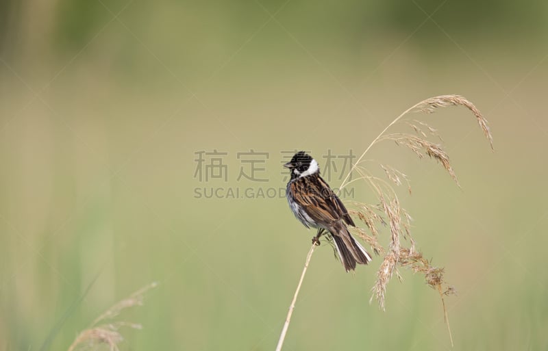 芦苇,噪声,鹭管鱼,芦鹀,枝,水,水平画幅,无人,食草动物,欧亚大陆