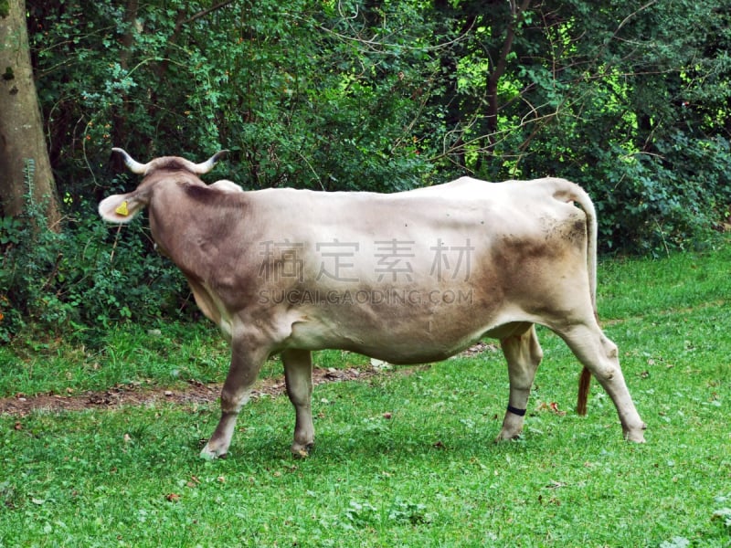 母牛,山谷,布朗沃尔德,居住区,河流,在上面,生物学,农业,奶制品,牛奶