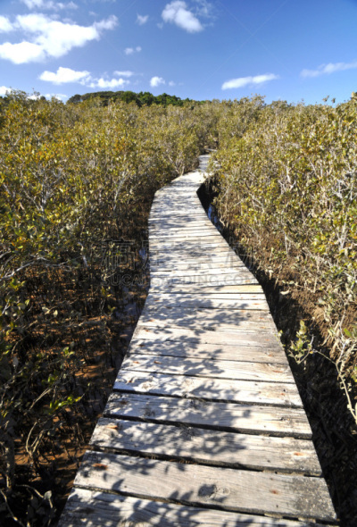怀唐伊,木板路,新西兰,河流,垂直画幅,图像,northland region,小溪,新西兰北岛,无人