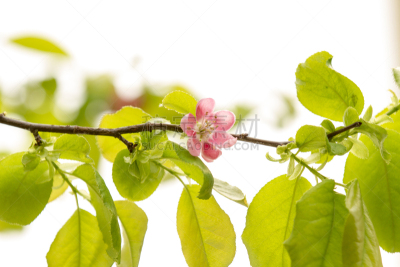 温柏,春天,水平画幅,茶花,无人,皱皮木瓜,枝,粉色,自然美,花
