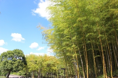 竹,日本,部分,水平画幅,门松,户外,生日,黑色背景,彩色背景,金竹