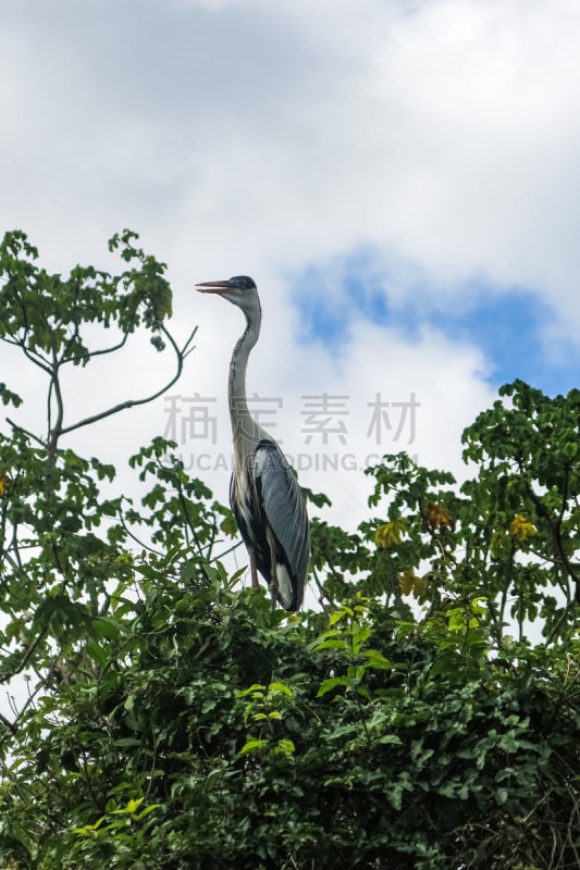 鸟类,玻利维亚,公园,颈,潘帕斯大草原,特拉华,贝尼,蛇,自然,拉丁美洲