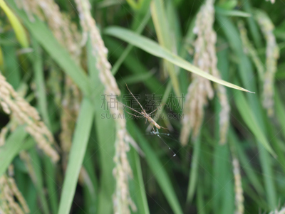 蜘蛛,叶子,黑黄色网状蜘蛛,花园蜘蛛,狼蛛,尖牙,共生关系,自然,太空,无脊椎动物