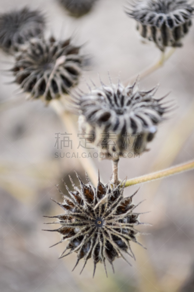 干的,豆荚,白麻属植物,苘麻,垂直画幅,选择对焦,褐色,无人,干花,户外