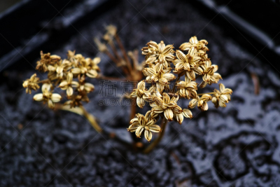 拉维纪草植物,饮食,植物,水平画幅,水果,无人,种子,泥土,香料,摄影