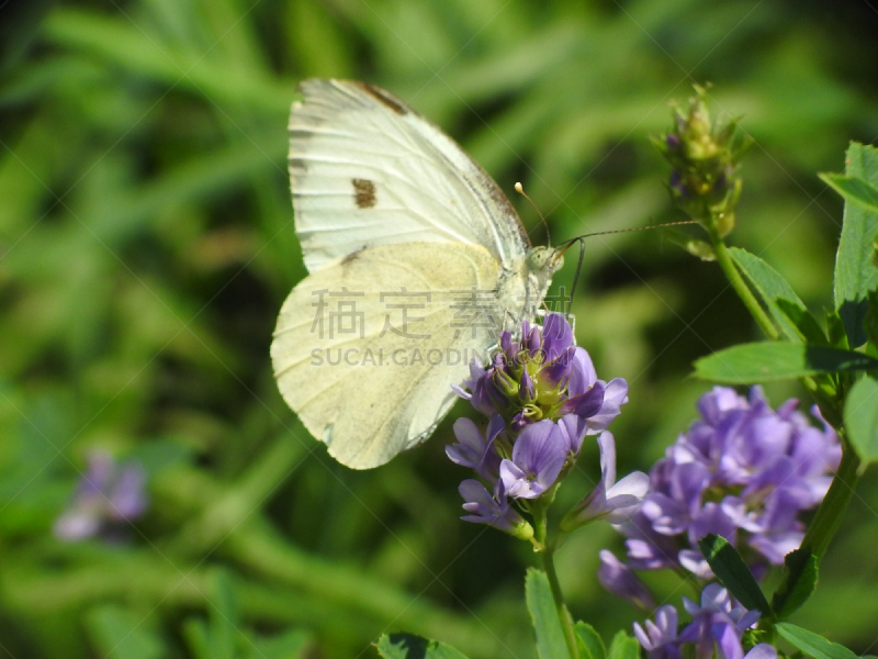 白蝴蝶,水平画幅,无人,动物身体部位,夏天,户外,生物学,草,特写,白色